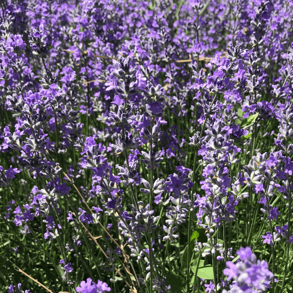 Lavande naine 'Dwarf Blue' - Lavandula angustifolia 'Dwarf Blue' - FLEURANDIE