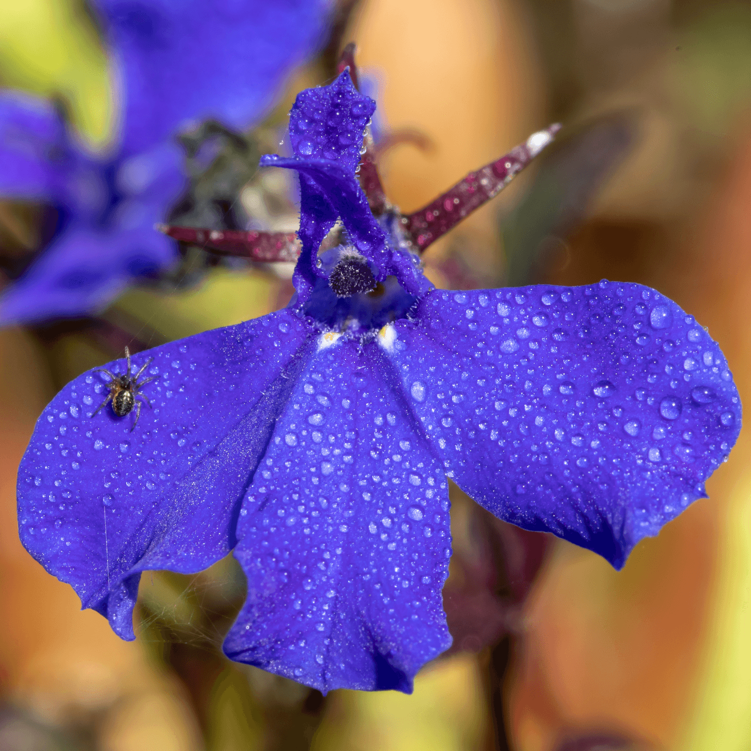 Lobélie Ricchardii - Lobelia tupa - FLEURANDIE