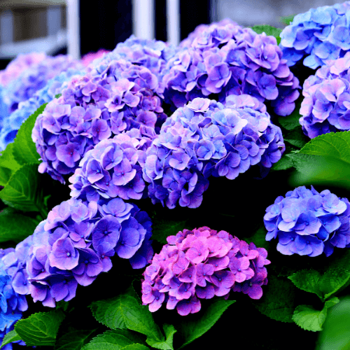 Hortensia 'Renate Steiniger' - Hydrangea macrophylla 'Renate Steiniger - FLEURANDIE