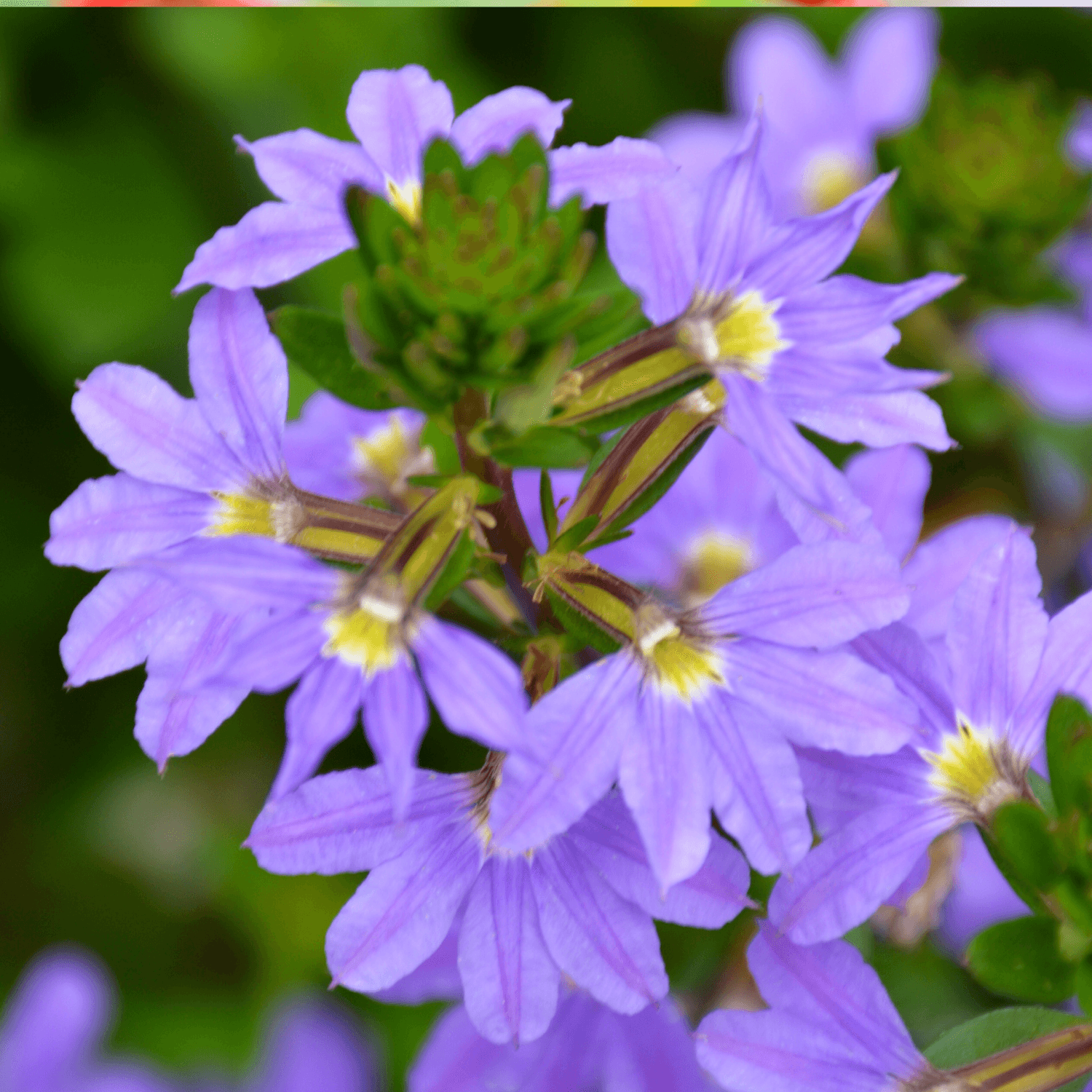 Scaevola - FLEURANDIE