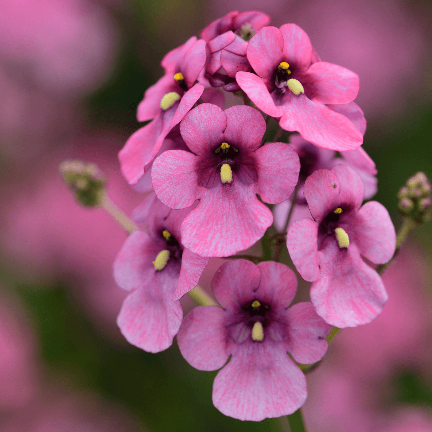 Diascia - Diascia barberae - FLEURANDIE