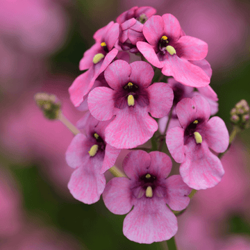 Diascia - Diascia barberae