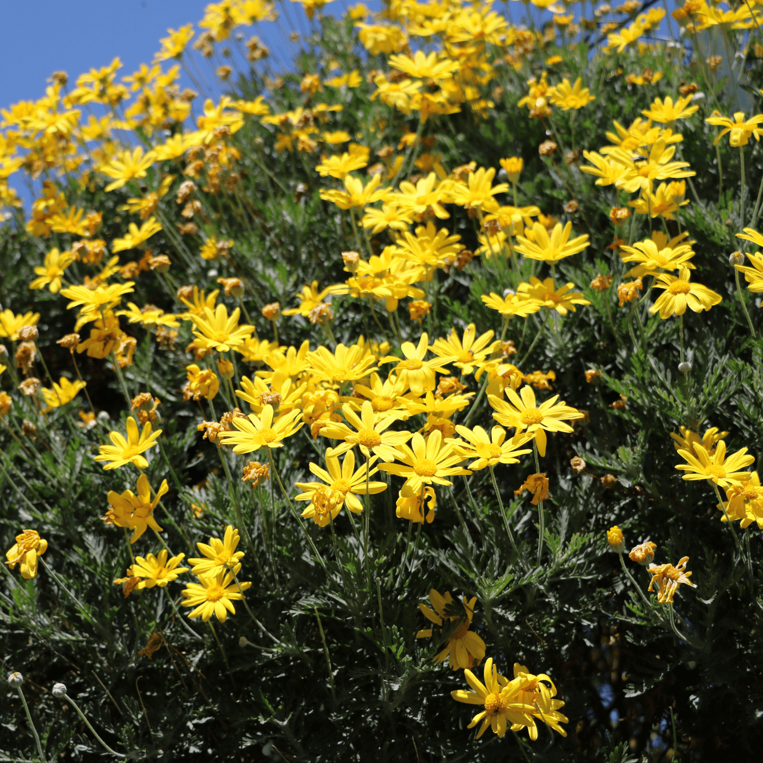 Marguerite de la savane - Euryops chrysanthemoides - FLEURANDIE