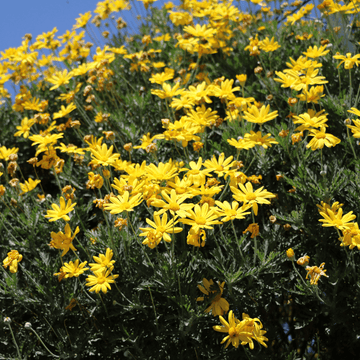 Marguerite de la savane - Euryops chrysanthemoides