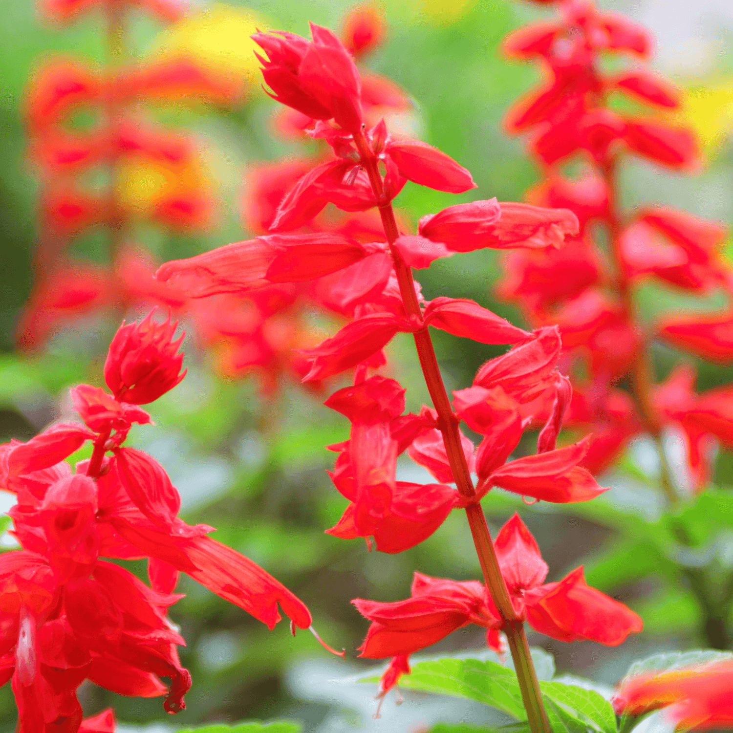 Sauge Rouge - Salvia Splendens - FLEURANDIE