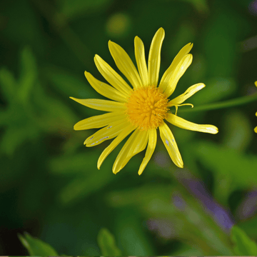 Anthémis Jaune - Anthemis tinctoria