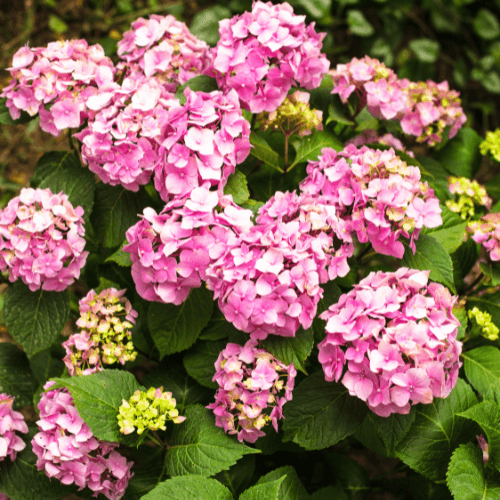 Hortensia 'Gertrud Glahn' - Hydrangea macrophylla 'Gertrud Glahn' - FLEURANDIE