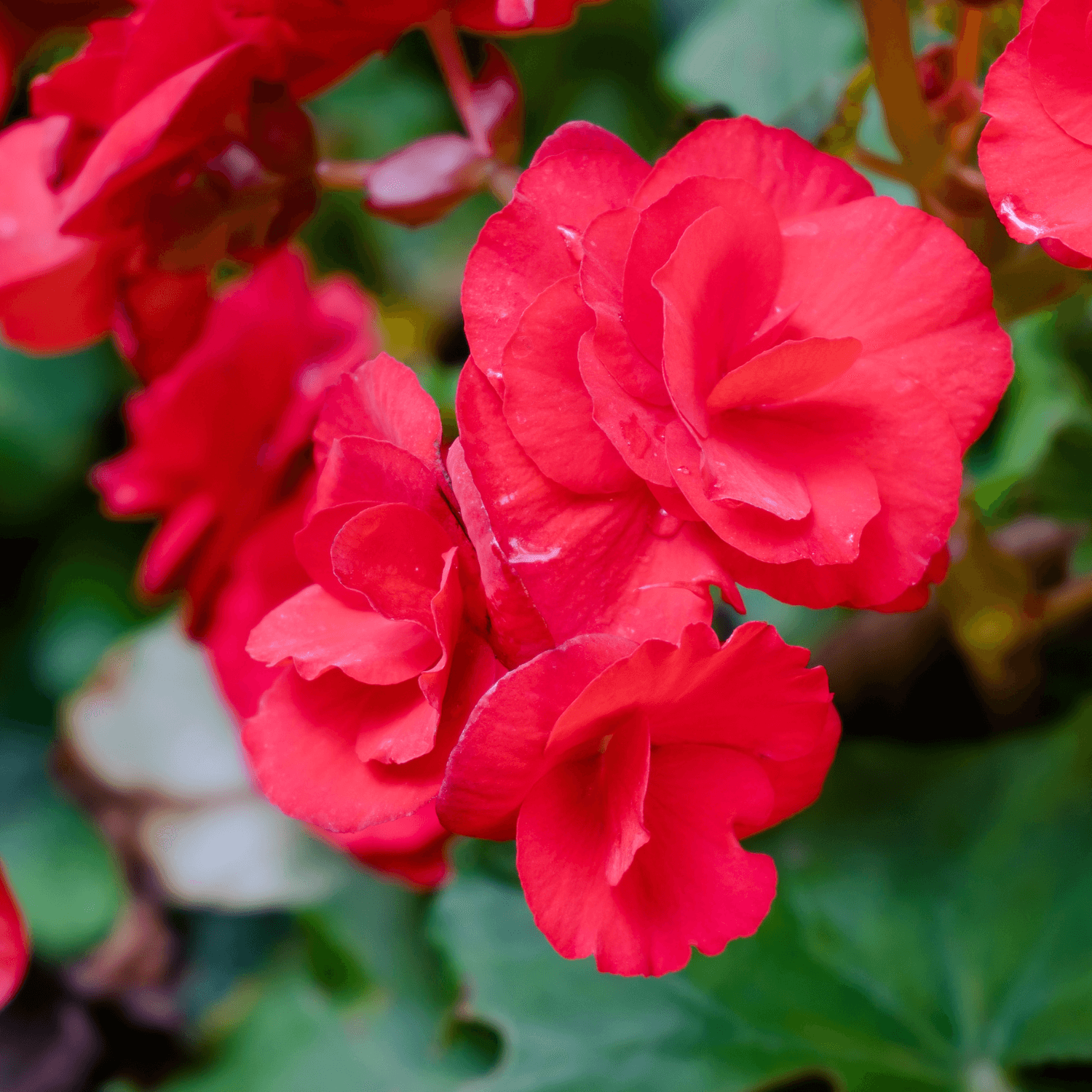 Bégonia Tubéreux - Begonia x tuberhybrida - FLEURANDIE