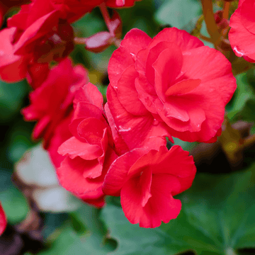 Bégonia Tubéreux - Begonia x tuberhybrida