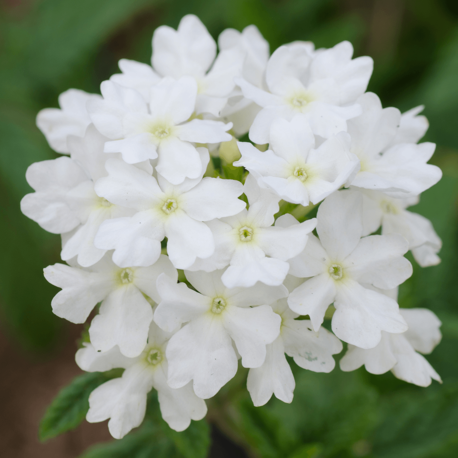 Verveine Cascade Blanc - FLEURANDIE