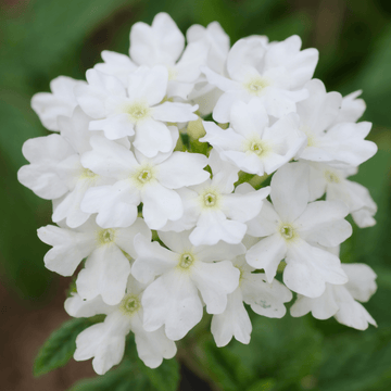 Verveine Cascade Blanc