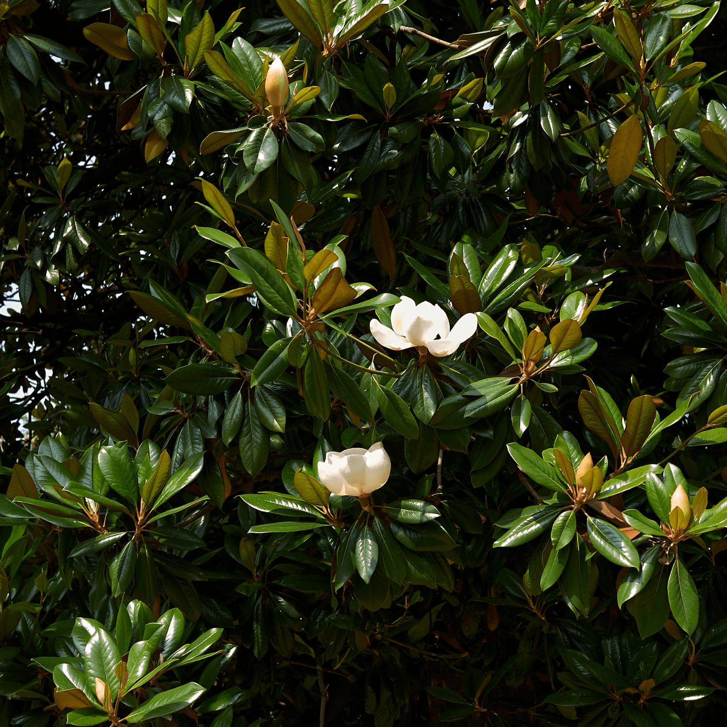 Laurier-tulipier 'Little Gem' - Magnolia grandiflora 'Little Gem' - FLEURANDIE