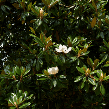 Laurier-tulipier 'Little Gem' - Magnolia grandiflora 'Little Gem'