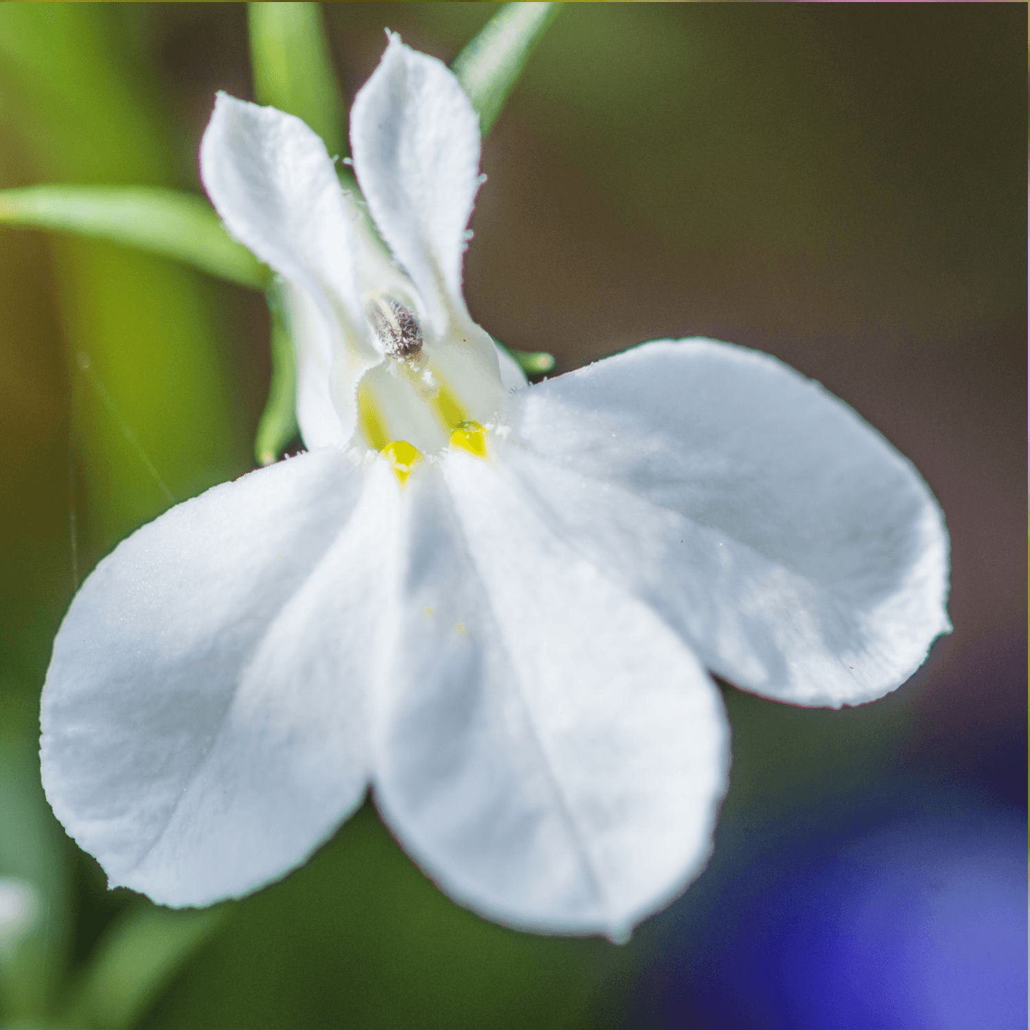 Lobélie Cascade Blanc - Lobelia erinus 'Cascade White' - FLEURANDIE