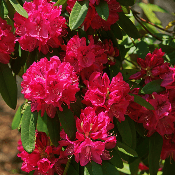 Rhododendron 'Nova Zembla' - Rhododendron 'Nova Zembla' - FLEURANDIE