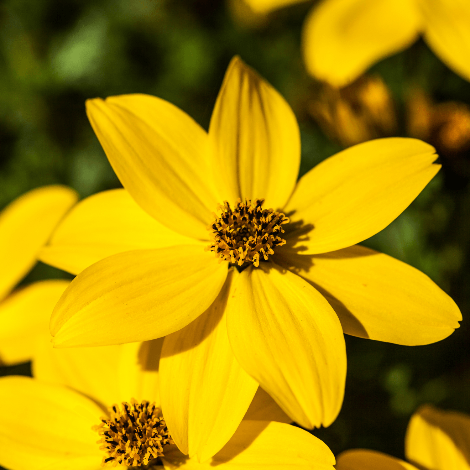 Bidens - FLEURANDIE