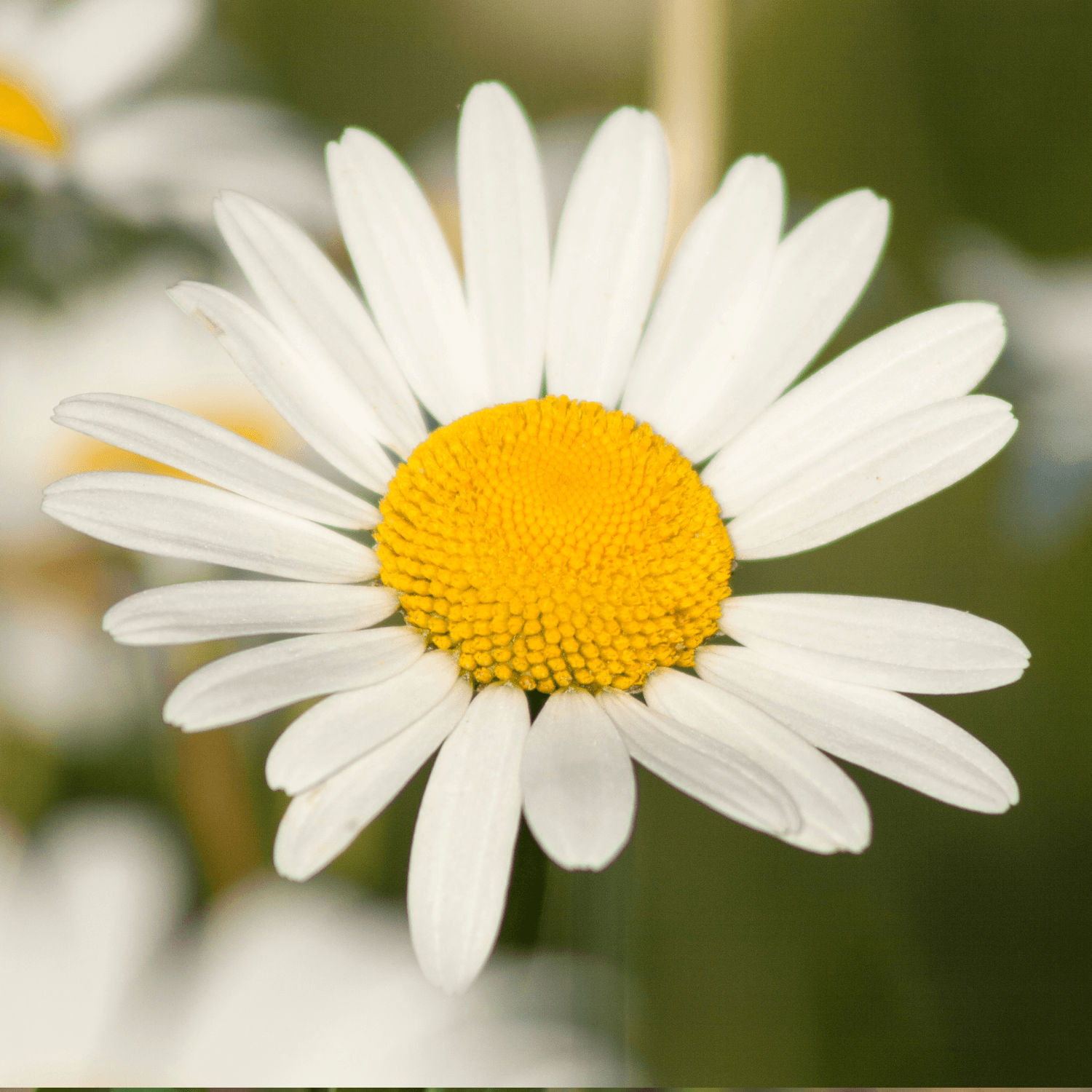 Anthémis Blanc - FLEURANDIE