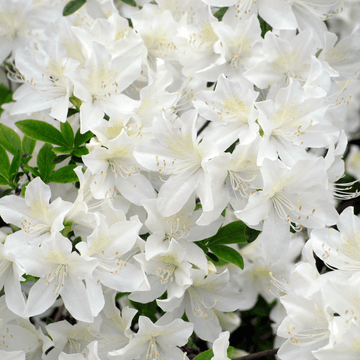 Azalée des marais, azalée viqueuse - Azalea x Mollis 'Viscosa'