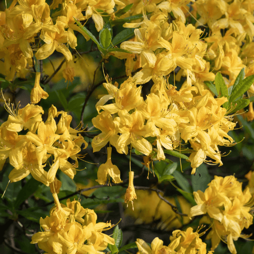 Azalée caduque - Rhododendron luteum - FLEURANDIE