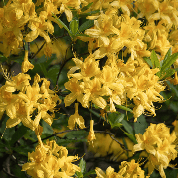 Azalée caduque - Rhododendron luteum