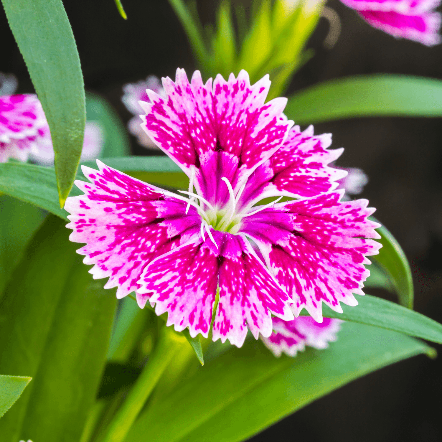 Oeillet de Chine - Dianthus chinensis - FLEURANDIE