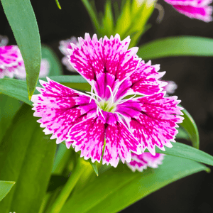 Oeillet de Chine - Dianthus chinensis - FLEURANDIE