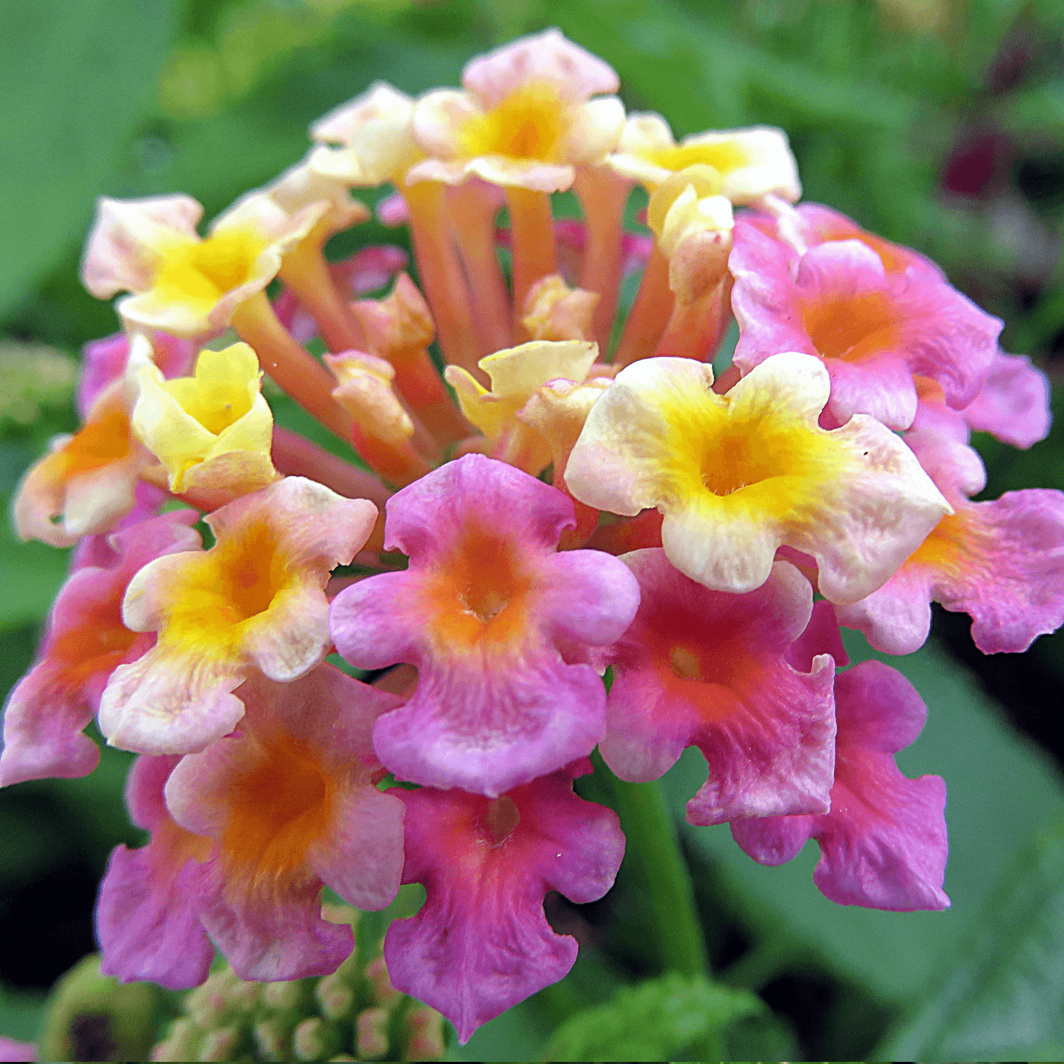 Lantana - FLEURANDIE