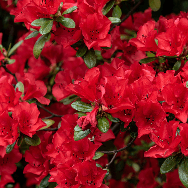 Azalée japonaise 'Hino Crimson' - Azalea japonica 'Hino-Crimson' - FLEURANDIE