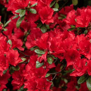 Azalée japonaise 'Hino Crimson' - Azalea japonica 'Hino-Crimson'