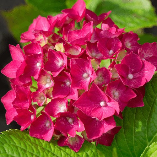 Hortensia 'Rotkehlchen' - Hydrangea macrophylla 'Rotkehlchen' - FLEURANDIE