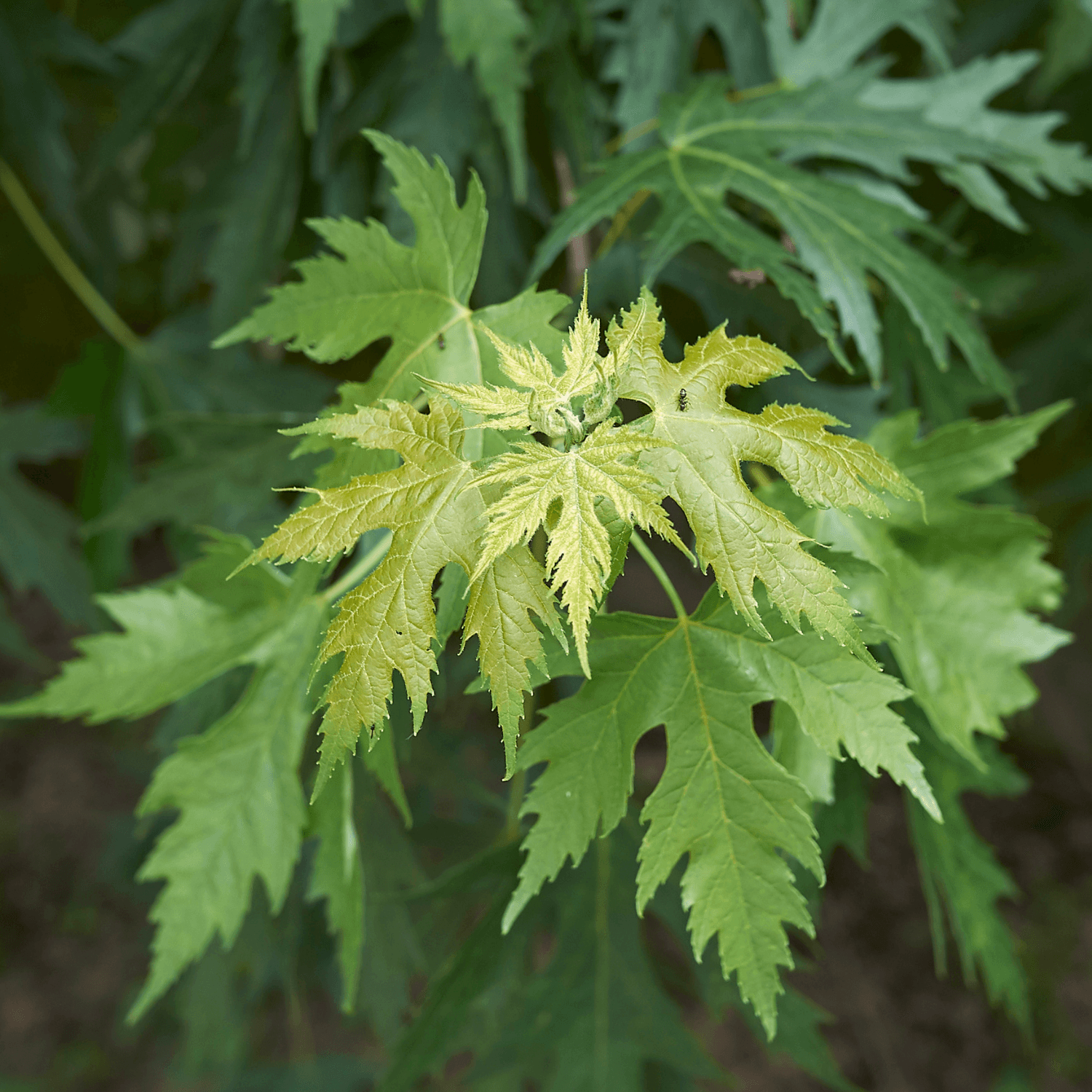 Érable argenté 'Pyramidale' - Acer saccharinum 'Pyramidale' - FLEURANDIE