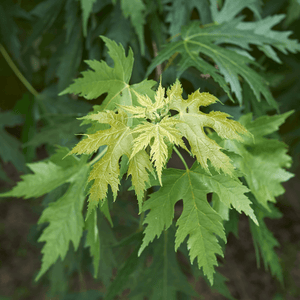 Érable argenté 'Pyramidale' - Acer saccharinum 'Pyramidale' - FLEURANDIE