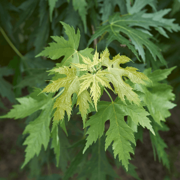 Érable argenté 'Pyramidale' - Acer saccharinum 'Pyramidale'