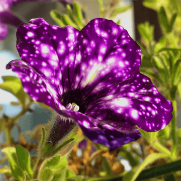 Petunia cascade nightsky