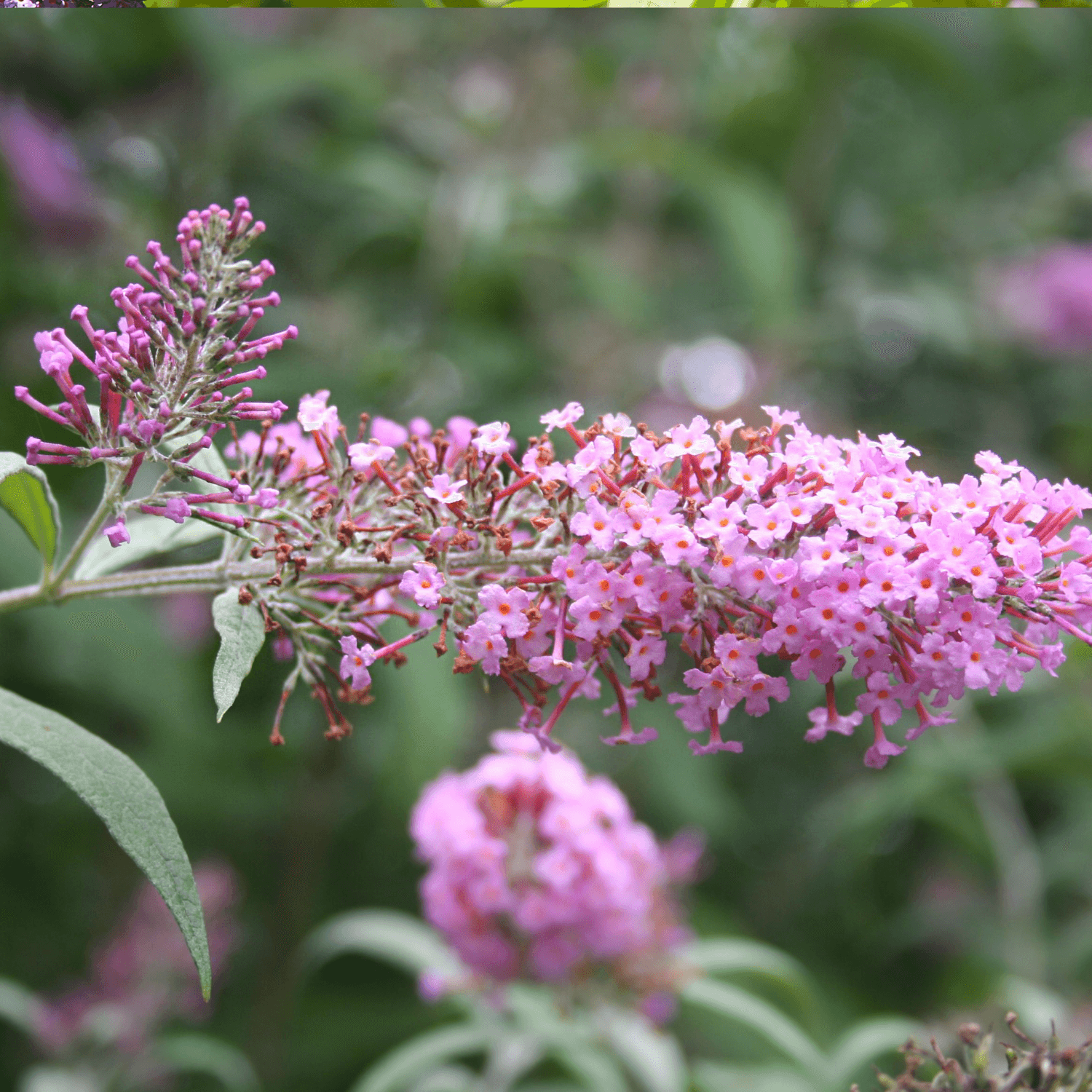 Arbre aux papillons 'Ile de France' - Buddleia davidii 'Ile de France' - FLEURANDIE