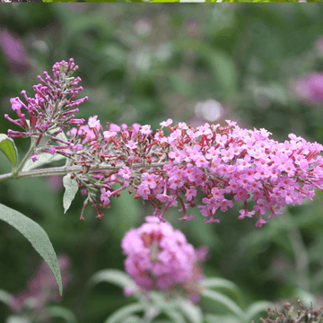 Arbre aux papillons 'Ile de France' - Buddleia davidii 'Ile de France'