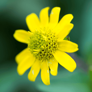 Marguerite mexicaine - Sanvitalia