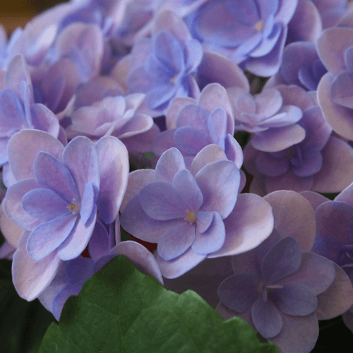 Hortensia 'Miss Hepburn' - Hydrangea macrophylla 'Miss Hepburn' - FLEURANDIE