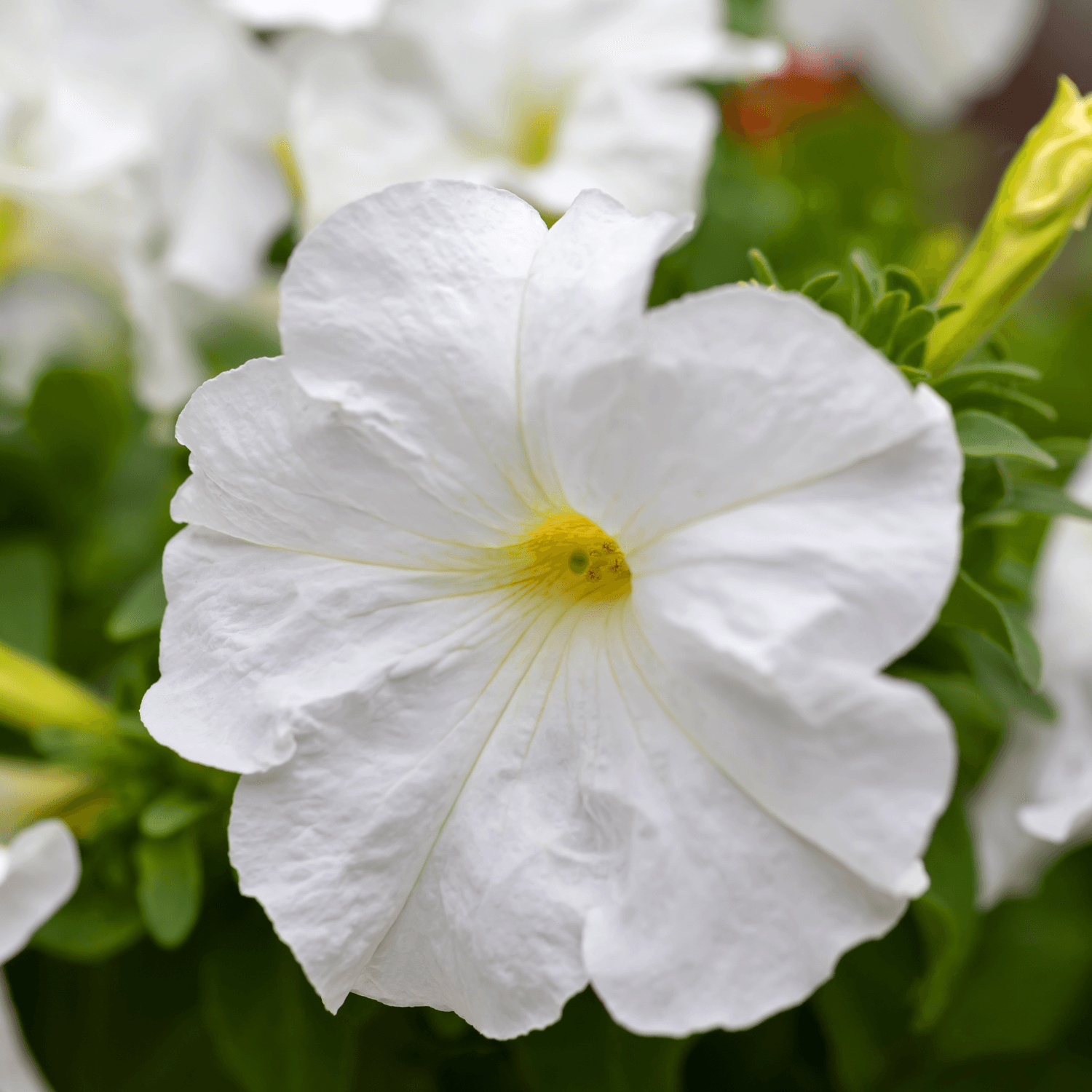 Surfinia Blanc - FLEURANDIE