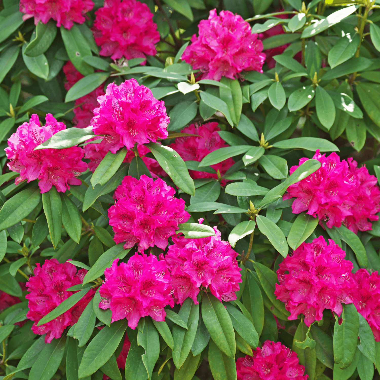 Rhododendron 'polarnacht' - Rhododendron ponticum 'Polarnacht' - FLEURANDIE