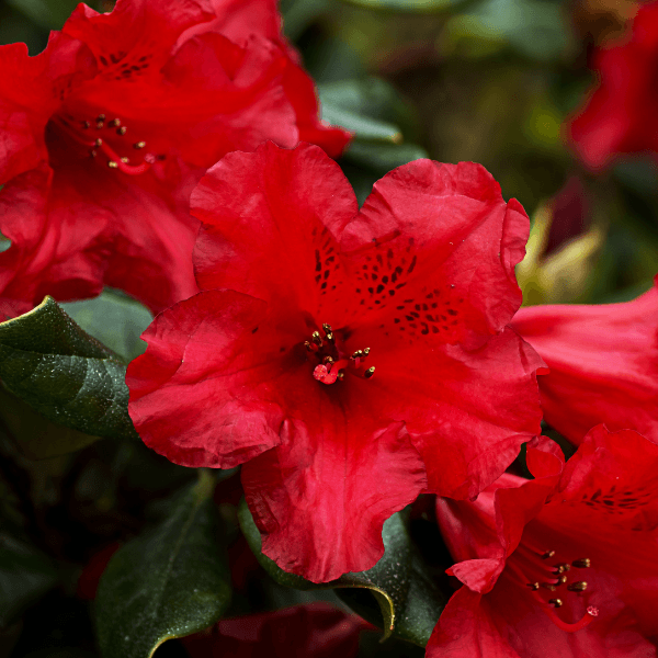 Azalée japonaise 'Hino Crimson' - Azalea japonica 'Hino-Crimson' - FLEURANDIE