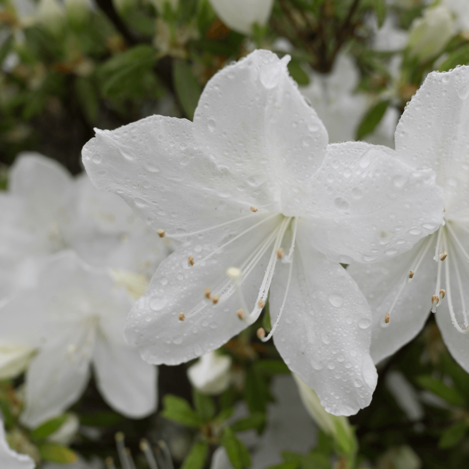 Azalée des marais, azalée viqueuse - Azalea x Mollis 'Viscosa' - FLEURANDIE