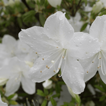 Azalée des marais, azalée viqueuse - Azalea x Mollis 'Viscosa'