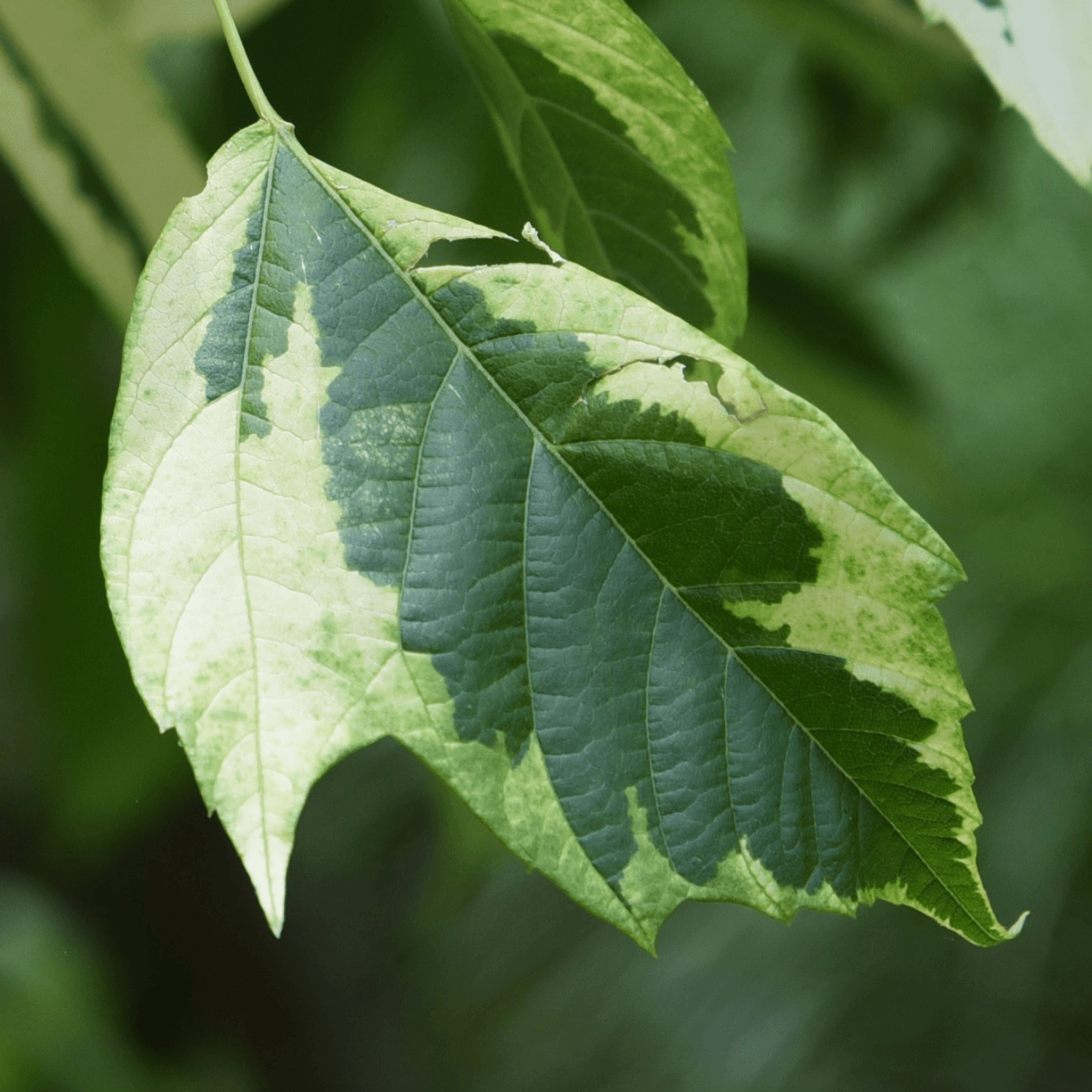 Érable à feuille de frêne panachées - Acer negundo 'Aureovariegatum' - FLEURANDIE