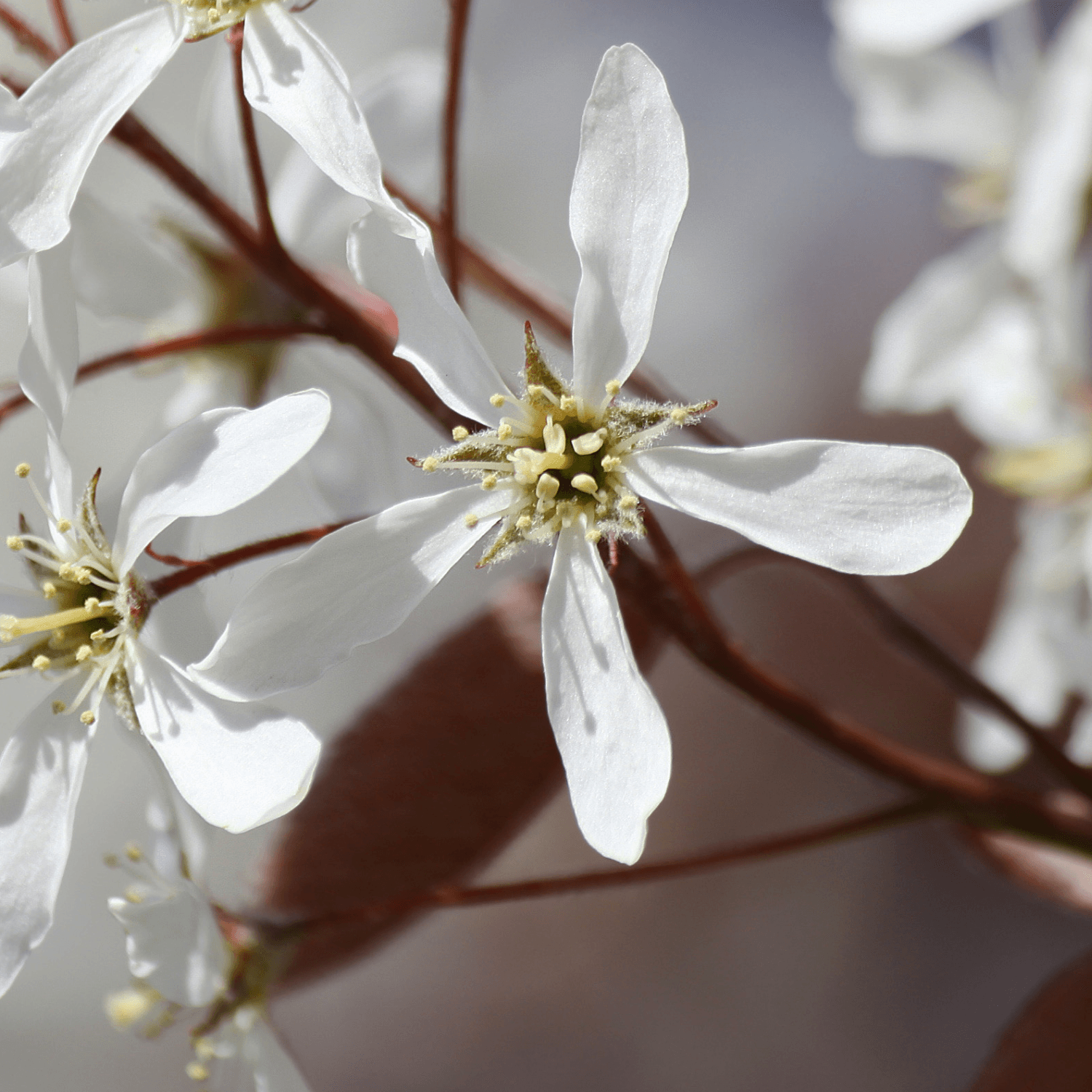 Amélanchier du Canada - Amelanchier canadensis - FLEURANDIE