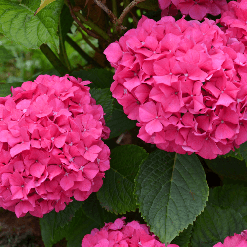 Hortensia 'Glowing Embers' - Hydrangea macrophylla 'Glowing Embers' - FLEURANDIE