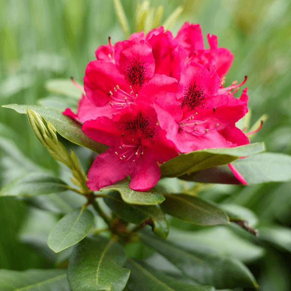 Rhododendron 'Nova Zembla' - Rhododendron 'Nova Zembla' - FLEURANDIE