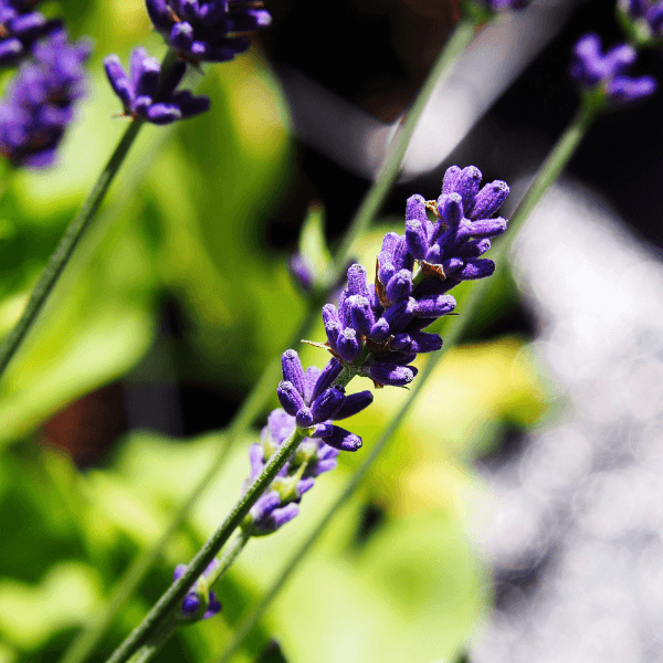 Lavande naine 'Dwarf Blue' - Lavandula angustifolia 'Dwarf Blue' - FLEURANDIE