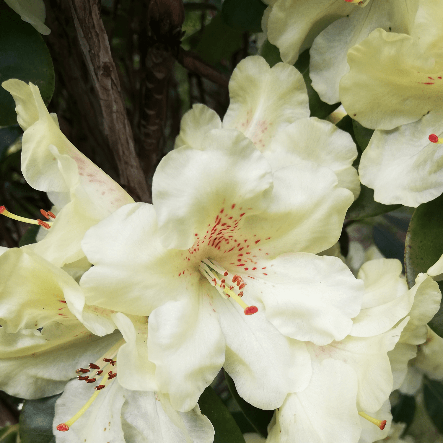 Azalée de Chine caduque 'Daviesii ' - Rhododendron x molle 'Daviesii ' - FLEURANDIE