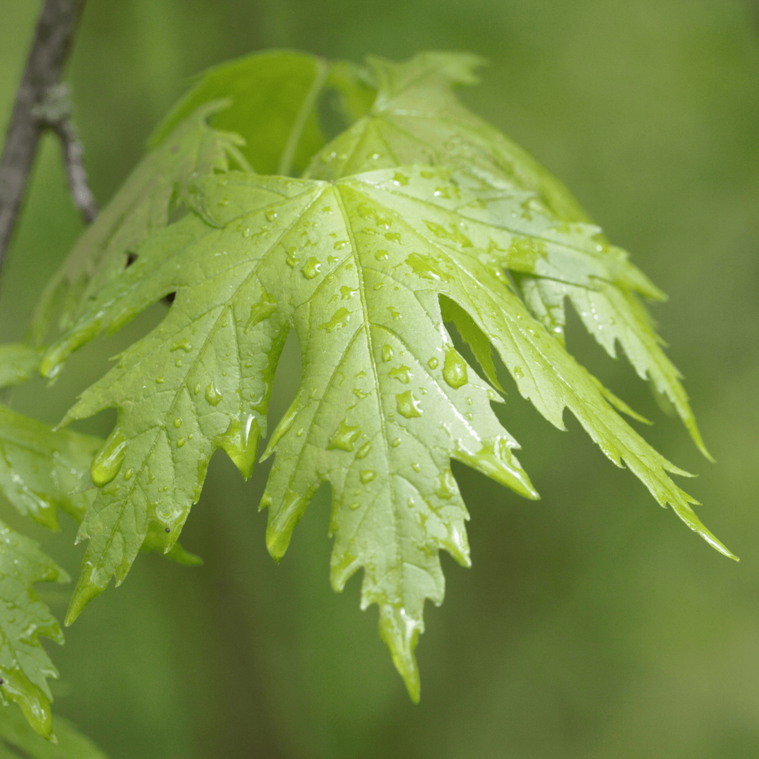 Érable argenté 'Pyramidale' - Acer saccharinum 'Pyramidale' - FLEURANDIE